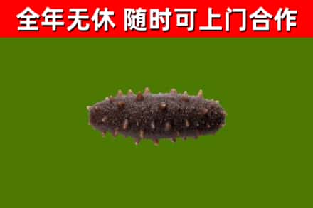 雄县烟酒回收干海参.jpg